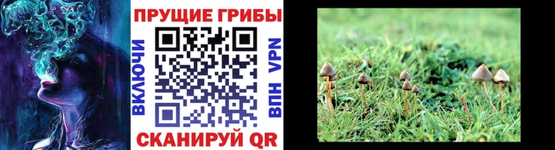 Галлюциногенные грибы мицелий  Купить  Калач 
